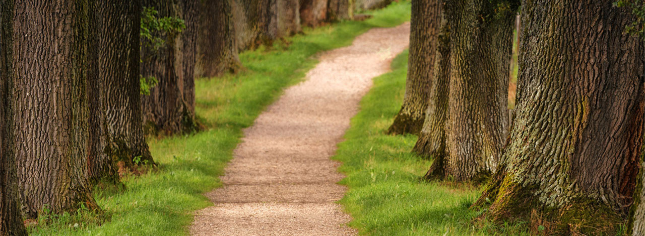 a tree lined pathway