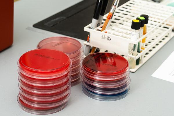 Red test slides in a laboratory setting